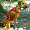 Luigi - aufgeweckt und freundlich