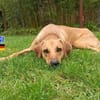 Luigi - aufgeweckt und freundlich
