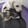 Kleine Lina ❤🐾 und kleine Mietzekatze