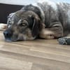 Oscar sucht seine Familie für immer!