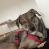 Oscar sucht seine Familie für immer!