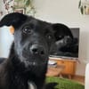 Wer schenkt Enni ein Zuhause?