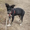 Bobby, freundlicher Welpe sucht Zuhause