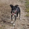 Bobby, freundlicher Welpe sucht Zuhause