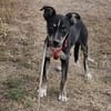 Bobby, freundlicher Welpe sucht Zuhause