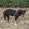 Bobby, freundlicher Welpe sucht Zuhause