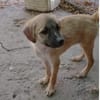 Maisie,verspieltes Mädchen sucht Familie
