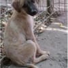Maisie,verspieltes Mädchen sucht Familie