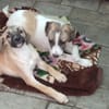 Maisie,verspieltes Mädchen sucht Familie