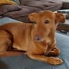 TARA sucht ein liebevolles Daheim