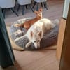 TARA sucht ein liebevolles Daheim