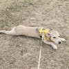 Aurora, tapferer Hund sucht neue Familie