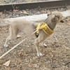 Aurora, tapferer Hund sucht neue Familie