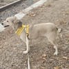 Aurora, tapferer Hund sucht neue Familie