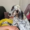 Lebensfrohe English Setter Dame Stella..