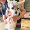 WILHEM ein winzig kleiner Schmuser