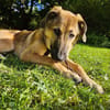 Leander - liebenswerter Lausbub