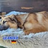 Leander - liebenswerter Lausbub