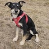 Josie, kleine Hündin sucht neues Zuhause