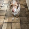 Toller Wasserhund/Podencomix Toni sucht#