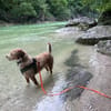 Toller Wasserhund/Podencomix Toni sucht#