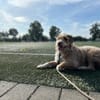 Toller Wasserhund/Podencomix Toni sucht#