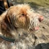 Toller Wasserhund/Podencomix Toni sucht#