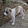 Madi,verspieltes Mädchen sucht Familie