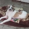 Madi,verspieltes Mädchen sucht Familie