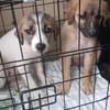 Madi,verspieltes Mädchen sucht Familie