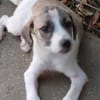 Madi,verspieltes Mädchen sucht Familie