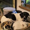 Pongo