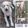 CARMINO -rundum toller Junghund-