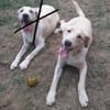 CARMINO -rundum toller Junghund-