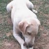 CARMINO -rundum toller Junghund-