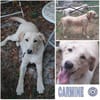 CARMINE -rundum tolle Junghündin-
