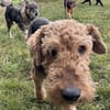 Minna sucht ein neues Körbchen