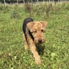 Minna sucht ein neues Körbchen