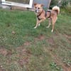 Findus,ein liebes Hundeherz sucht sein G