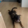 Annabella sucht ein neues Zuhause
