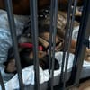 Annabella sucht ein neues Zuhause