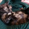 KALI