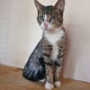 Oeil de Lynx