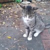 Oeil de Lynx