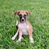 Crunch, mâle croisé berger, né le 26/06/2025 🐶