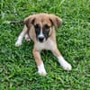 Crunch, mâle croisé berger, né le 26/06/2025 🐶