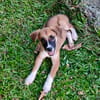 Crunch, mâle croisé berger, né le 26/06/2025 🐶