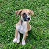Crunch, mâle croisé berger, né le 26/06/2025 🐶