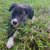 Doonut, mâle croisé berger, né le 26/06/2025 🐶
