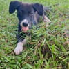 Doonut, mâle croisé berger, né le 26/06/2025 🐶